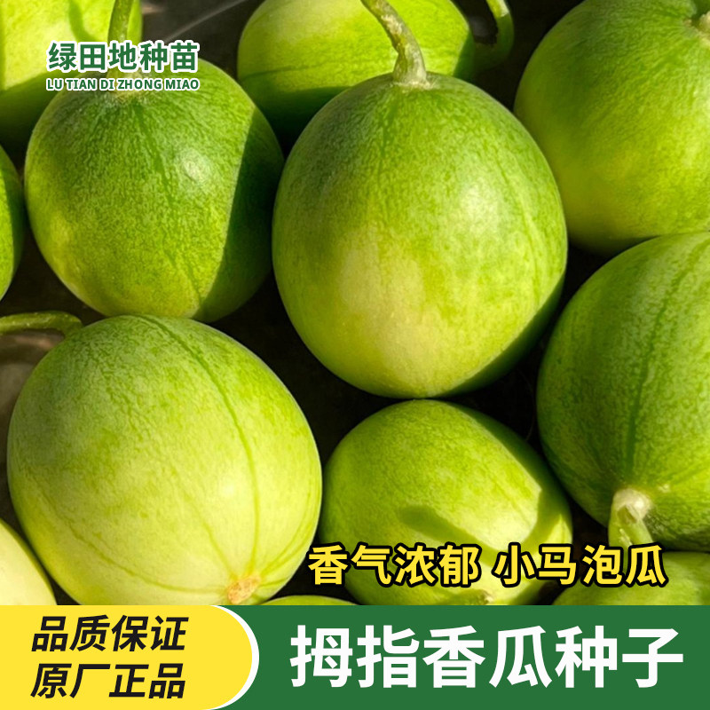 迷你小香瓜种子野生马泡瓜