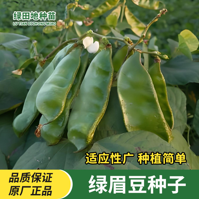 大肉绿眉豆种子蔬菜种子