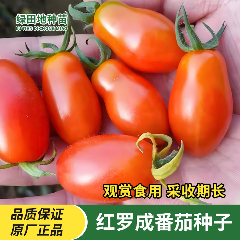红罗成番茄种子花生柿子