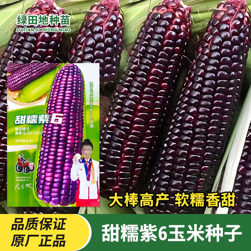 甜糯紫6玉米种子苞米苞谷种子