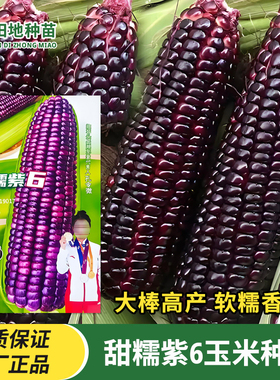 甜糯紫6玉米种子紫色紫黑玉米苞米苞谷种子家庭菜园田园蔬菜种子