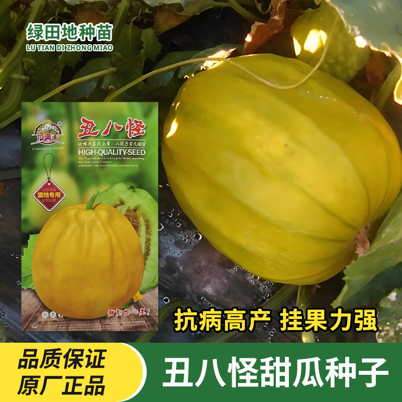 瓜满天丑八怪甜瓜种子