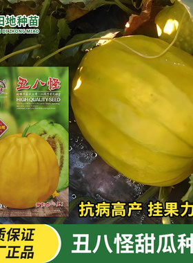 瓜满天丑八怪甜瓜种子