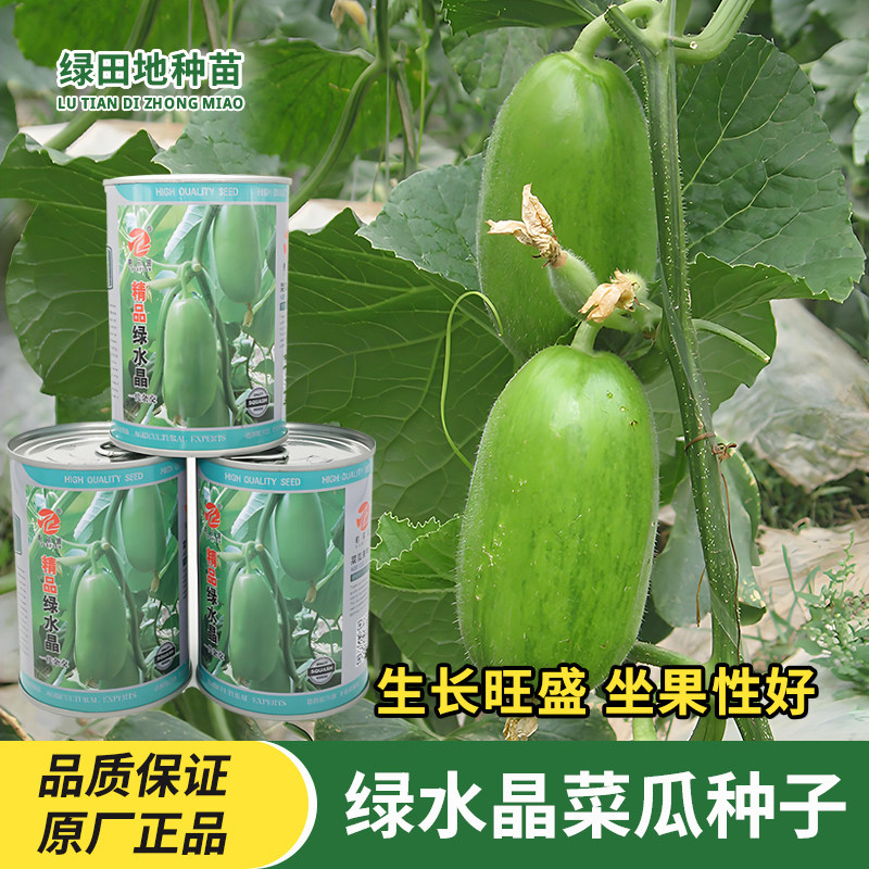 绿水晶菜瓜种子无棱菜瓜种籽