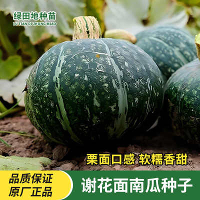 谢花面南瓜种子贝贝南瓜