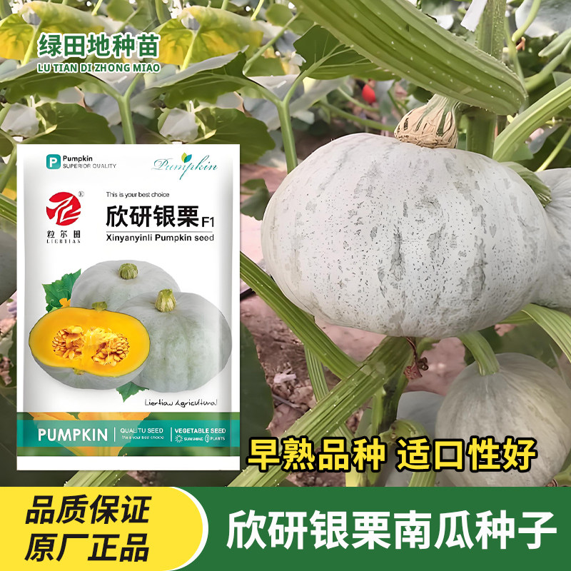 欣研银栗南瓜种子蔬菜种子籽