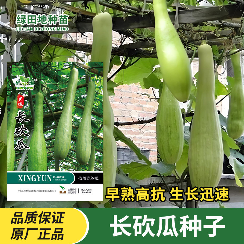 长砍瓜种子瓜果蔬菜种子