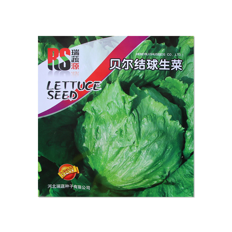 瑞蔬源贝尔结球生菜种子