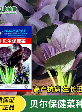 华煜贝尔保健菜种子紫油菜