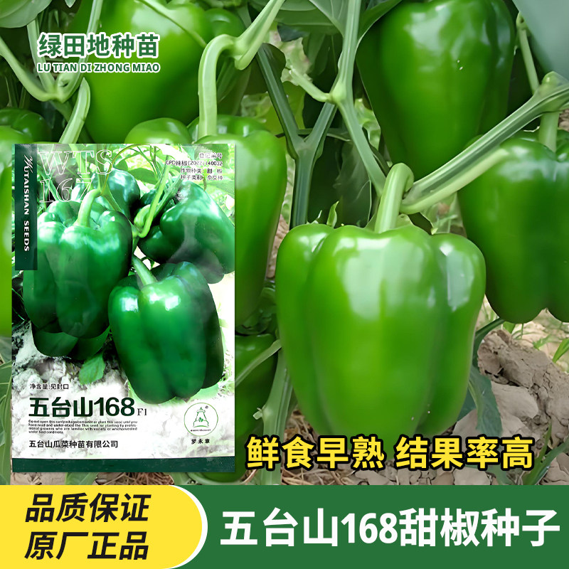 五台山168甜椒种子大果青椒