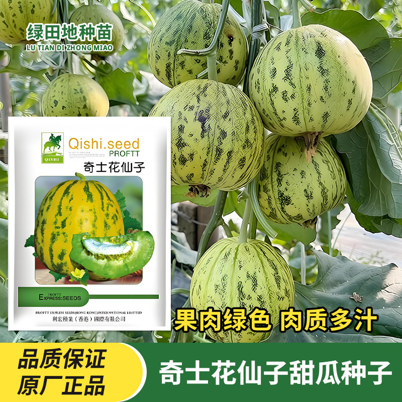 奇士花仙子甜瓜种子香瓜种子