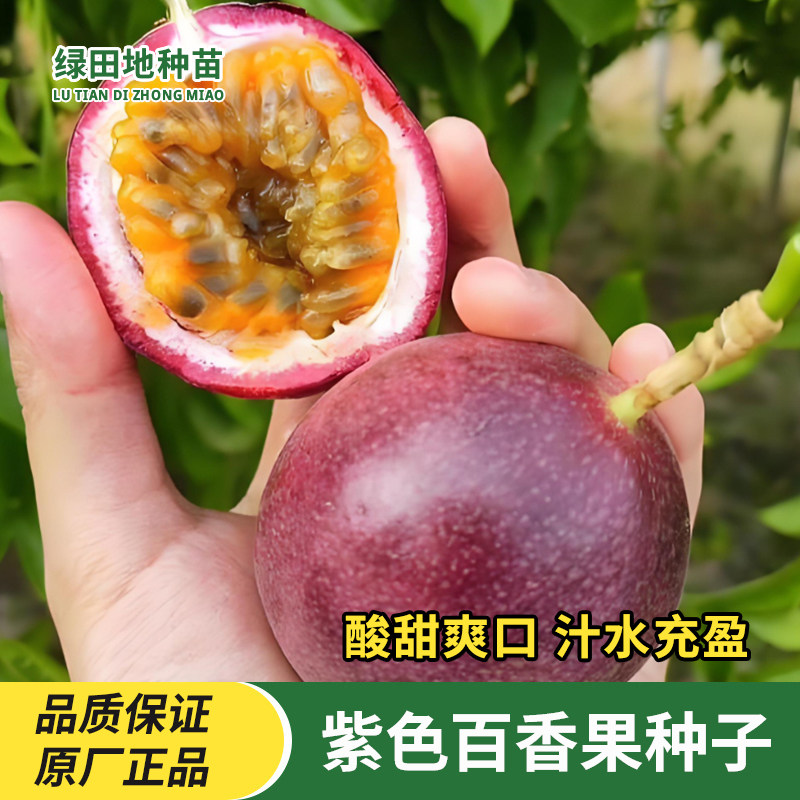 紫色百香果种子紫皮百香果