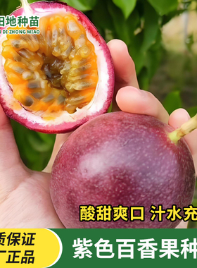 紫色百香果种子紫皮百香果鸡蛋果产量高庭院阳台田园瓜果水果种子