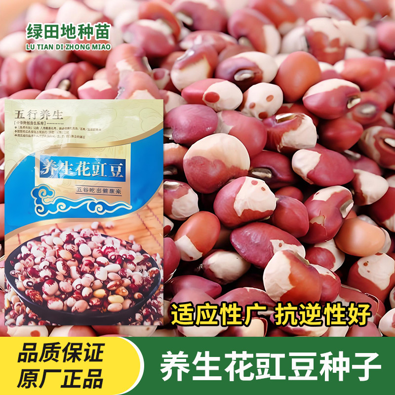 花豇豆种子农家蔬菜种孑
