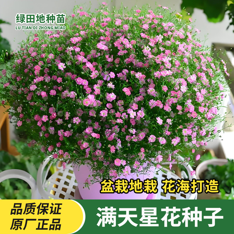 粉色满天星种子花卉种子