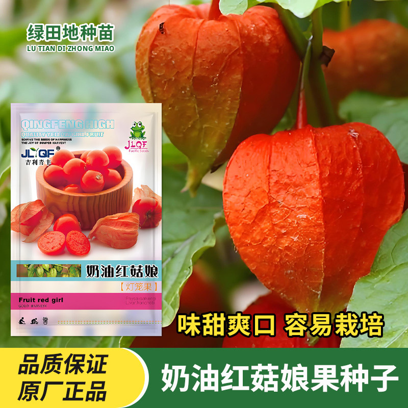 红菇娘果种子灯笼果种子