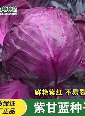 紫甘蓝种子紫包心菜种子四季紫色卷心菜农家庭院阳台田园蔬菜种子