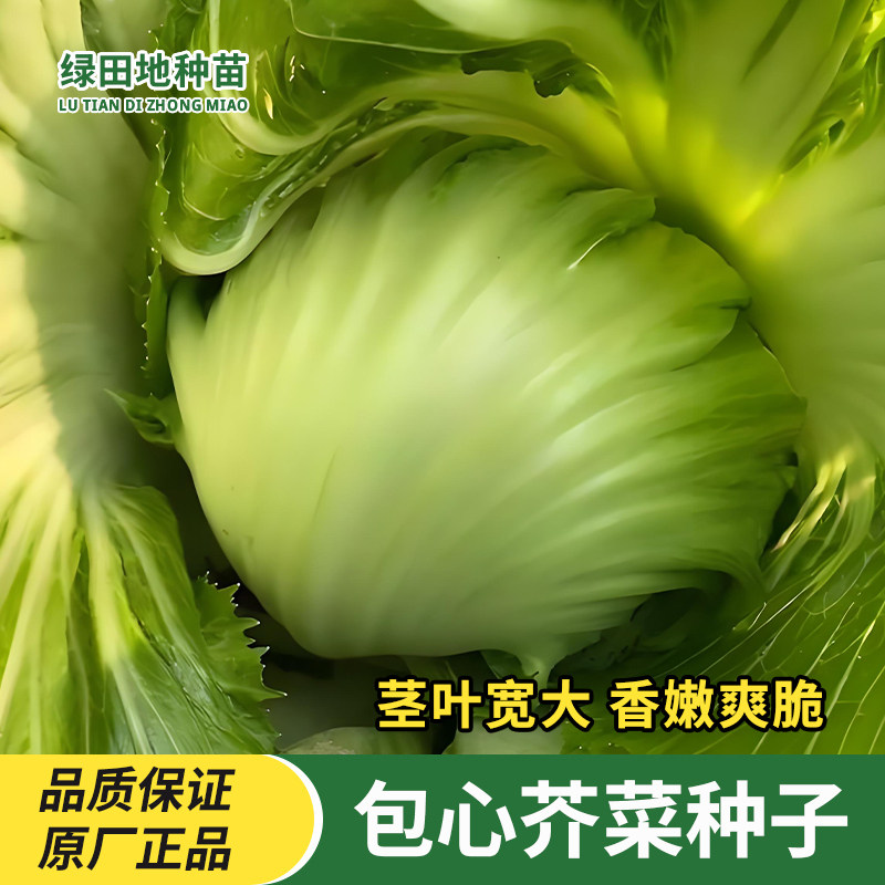 包心芥菜种子大肉卷心菜