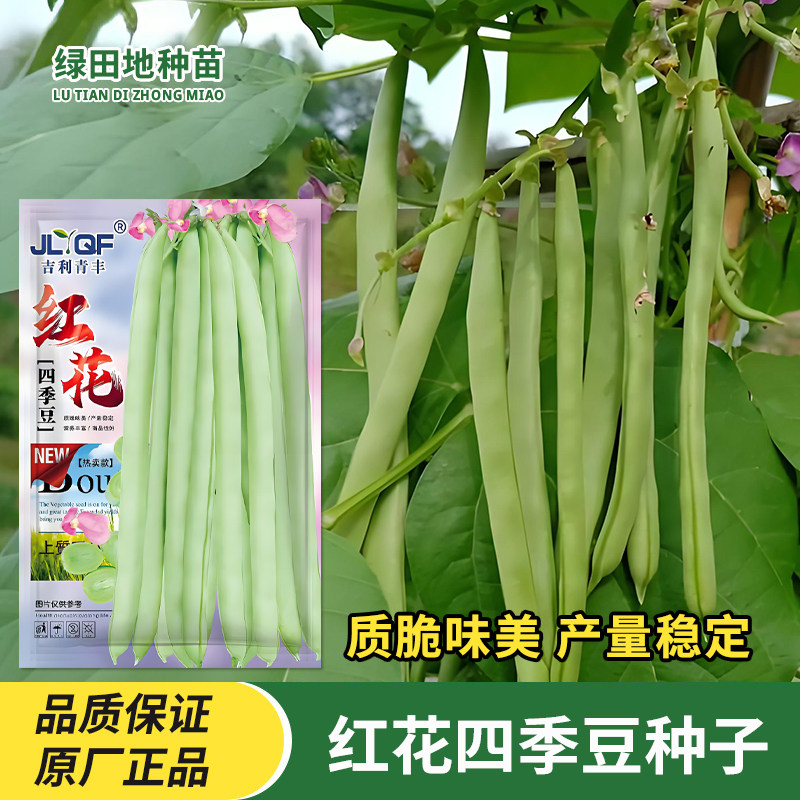 红花四季豆种子蔬菜种孑