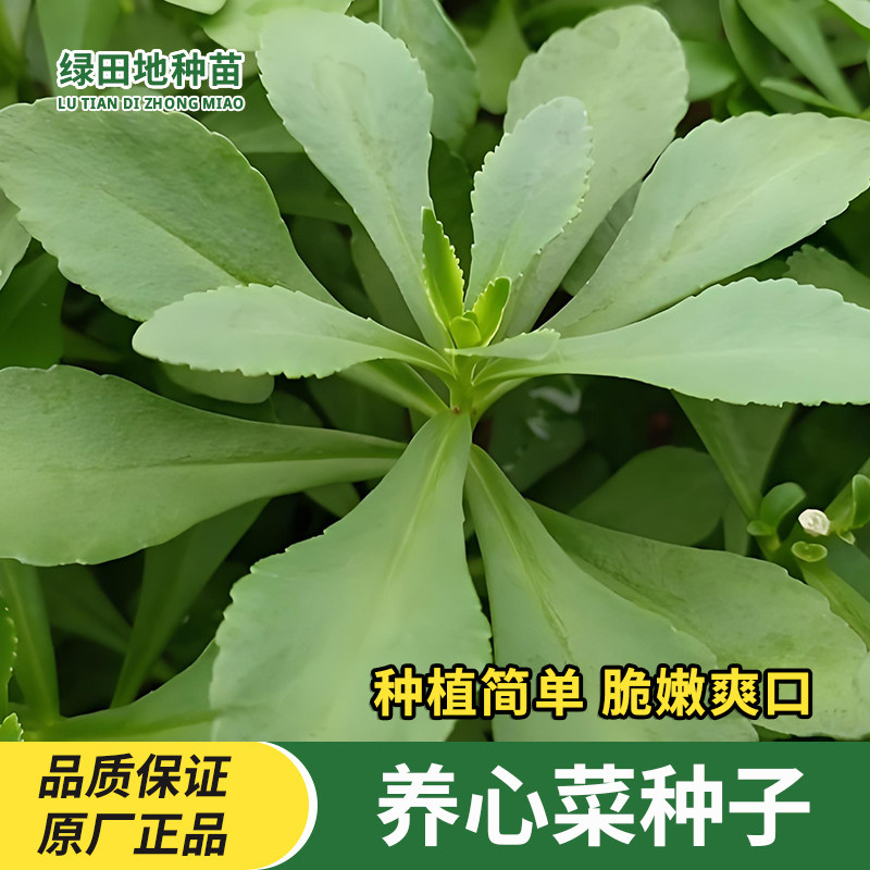养心菜种子救心菜高钙菜种子
