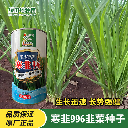 寒韭996韭菜种子蔬菜种子籽