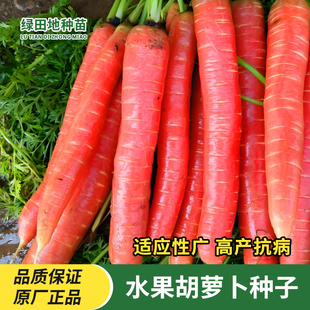 水果胡萝卜种子生吃甜脆透心红萝卜种子耐高温抗寒春秋季蔬菜种子