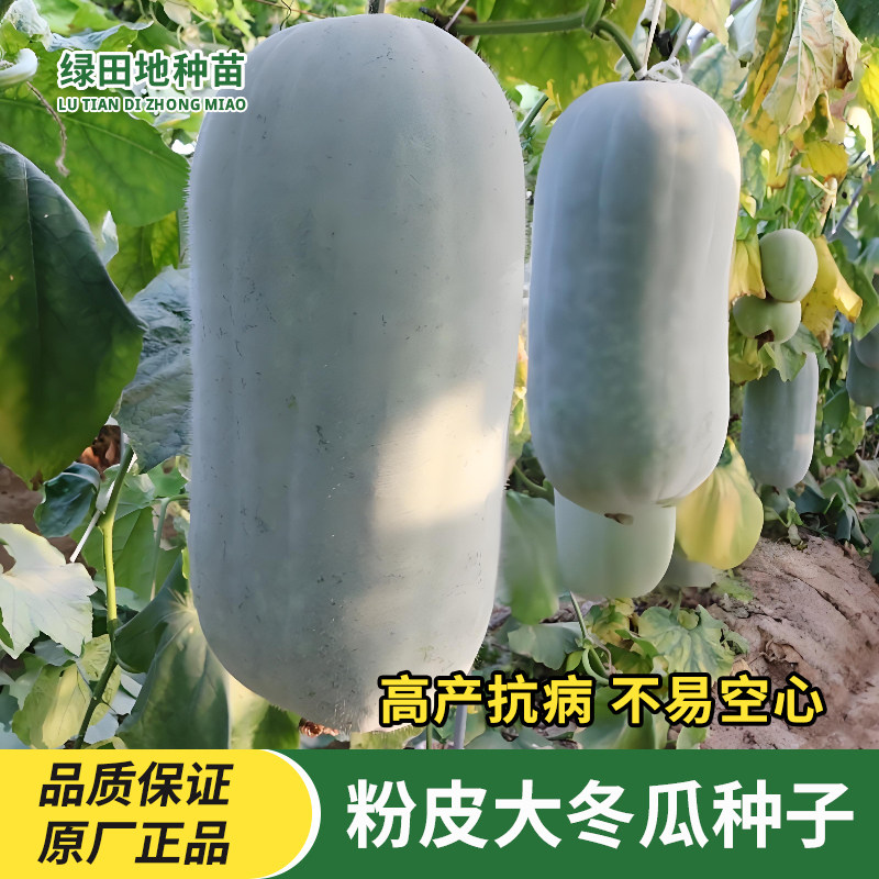 粉皮大冬瓜种子冬瓜籽