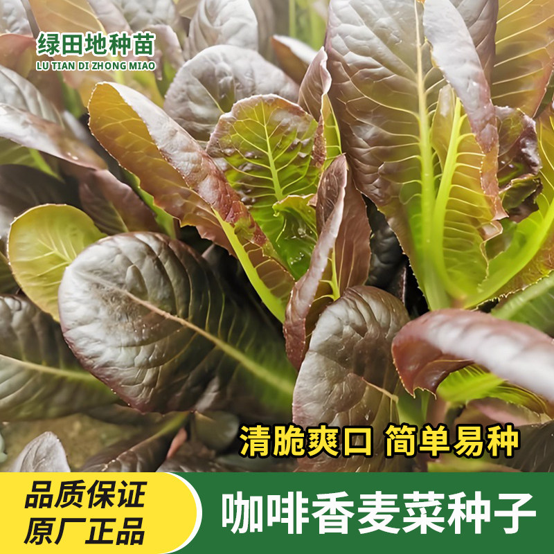 咖啡香麦菜种子蔬菜种子