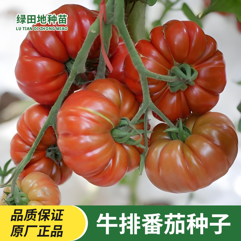 手风琴番茄种子蔬菜种子