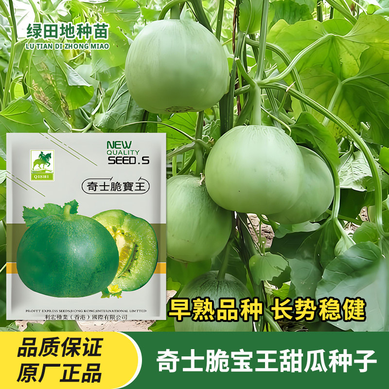 奇士脆宝王甜瓜种子香瓜种子