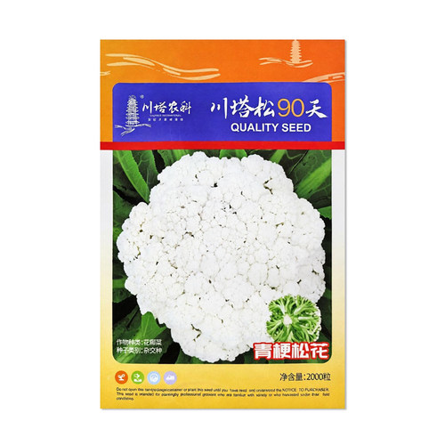 川塔松90天松花菜种子