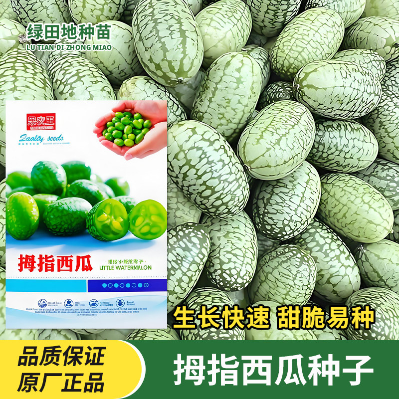 拇指西瓜种子西瓜种籽
