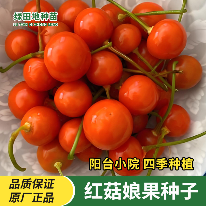奶香姑娘果种子东北红菇娘果籽
