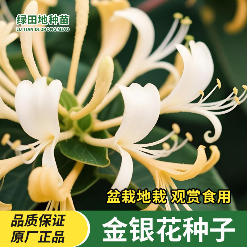金银花种子四季花卉种籽家庭阳台盆栽小院种植忍冬开花鲜花种子