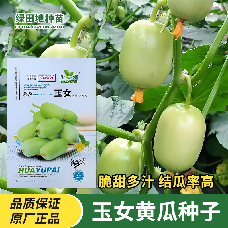 华煜玉女黄瓜种子水果黄瓜种籽
