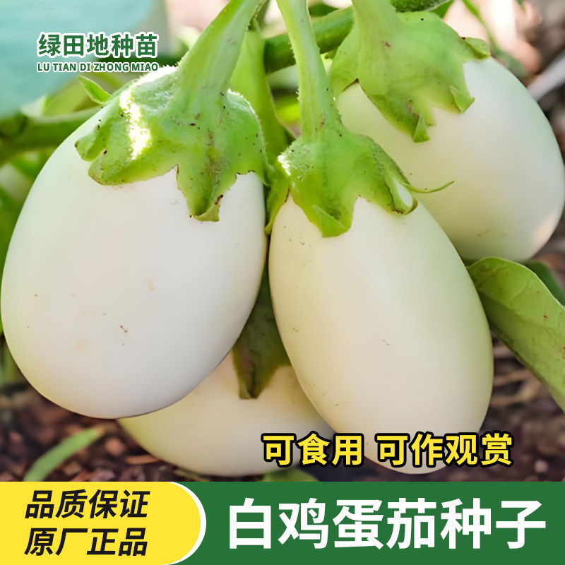 鸡蛋茄种子白圆茄蔬菜种子