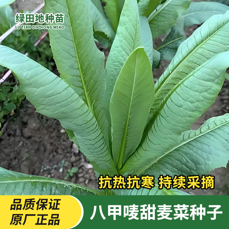八甲唛甜麦菜种子蔬菜种子