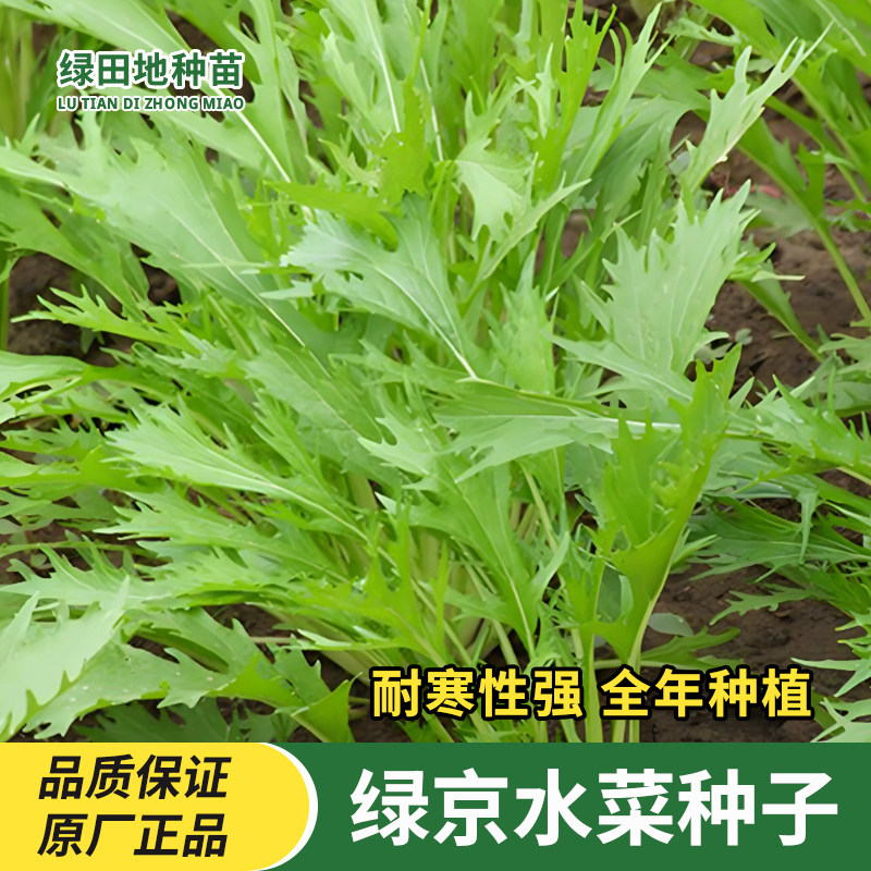绿京水菜种子白梗千筋京水菜水晶菜籽菜盆栽紫京水菜种子蔬菜种子