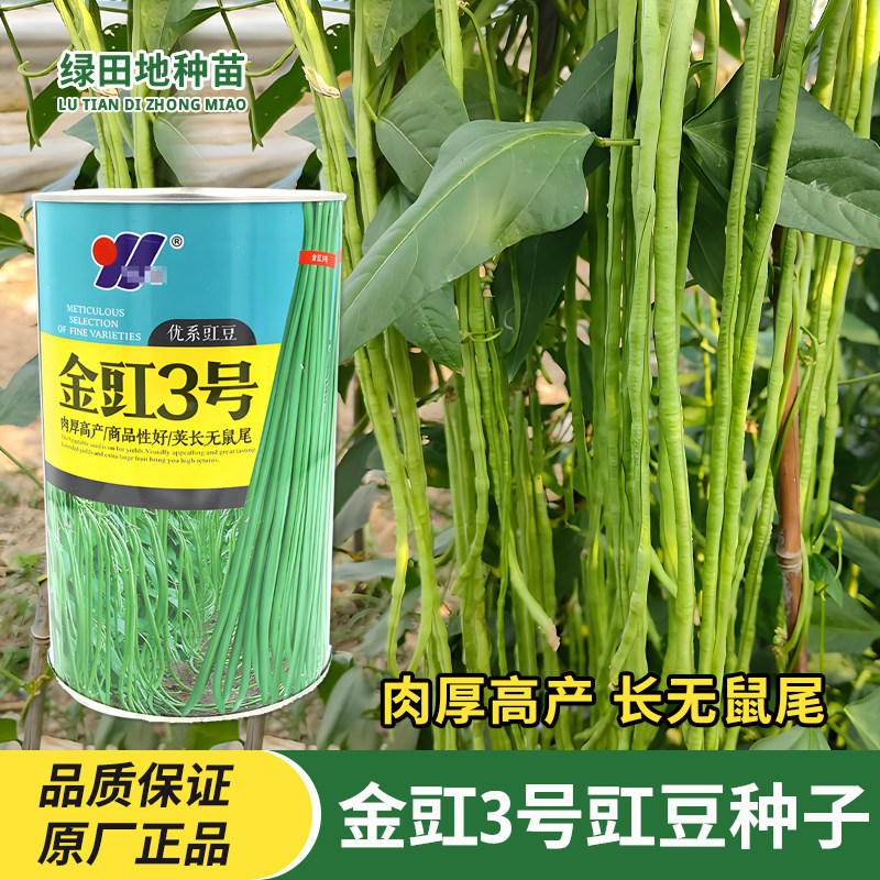 金豇3号豇豆种子蔬菜籽