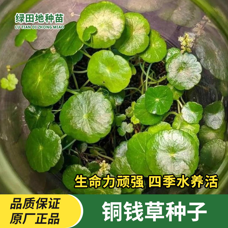 铜钱草种子草籽大叶子水养种籽四季播种水培植物花卉盆栽室内常绿