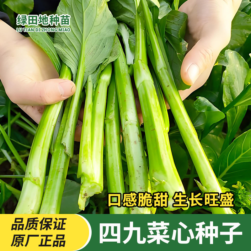 四九菜心种子四季甜菜心种子
