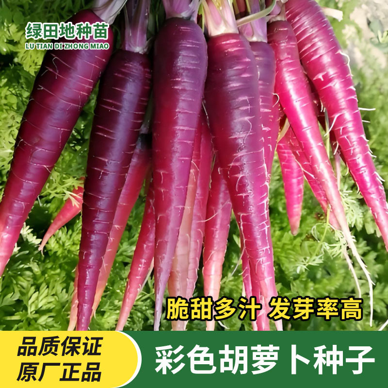 紫色胡萝卜种子蔬菜种子