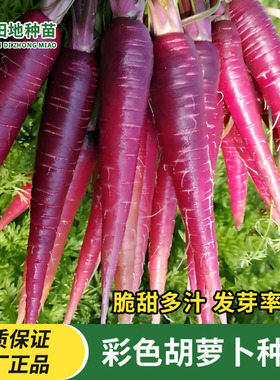 紫色胡萝卜种子紫黑色水果胡罗卜紫胡萝卜籽阳台盆栽四季蔬菜种子