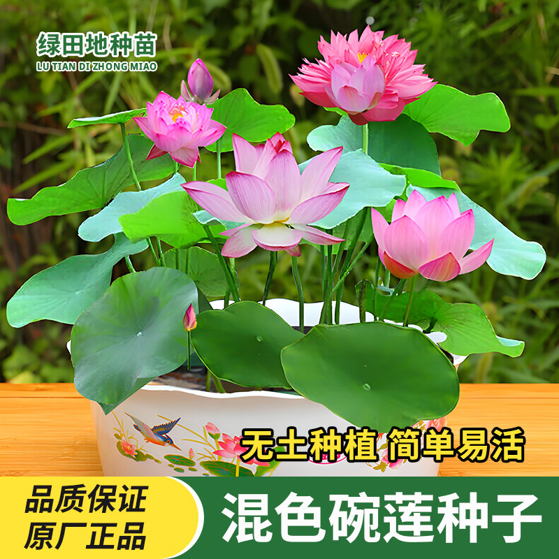 混色碗莲种子四季荷花种子