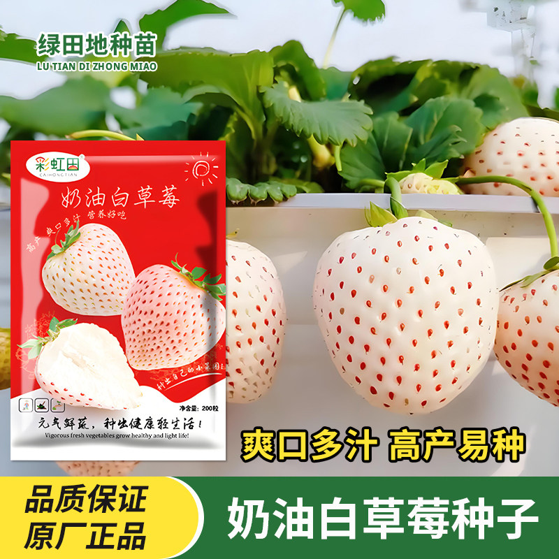 奶油白草莓种子水果种子