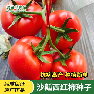 沙瓤西红柿种子老品种本地番茄种子早熟肉厚沙质粉红圆形蔬菜种子