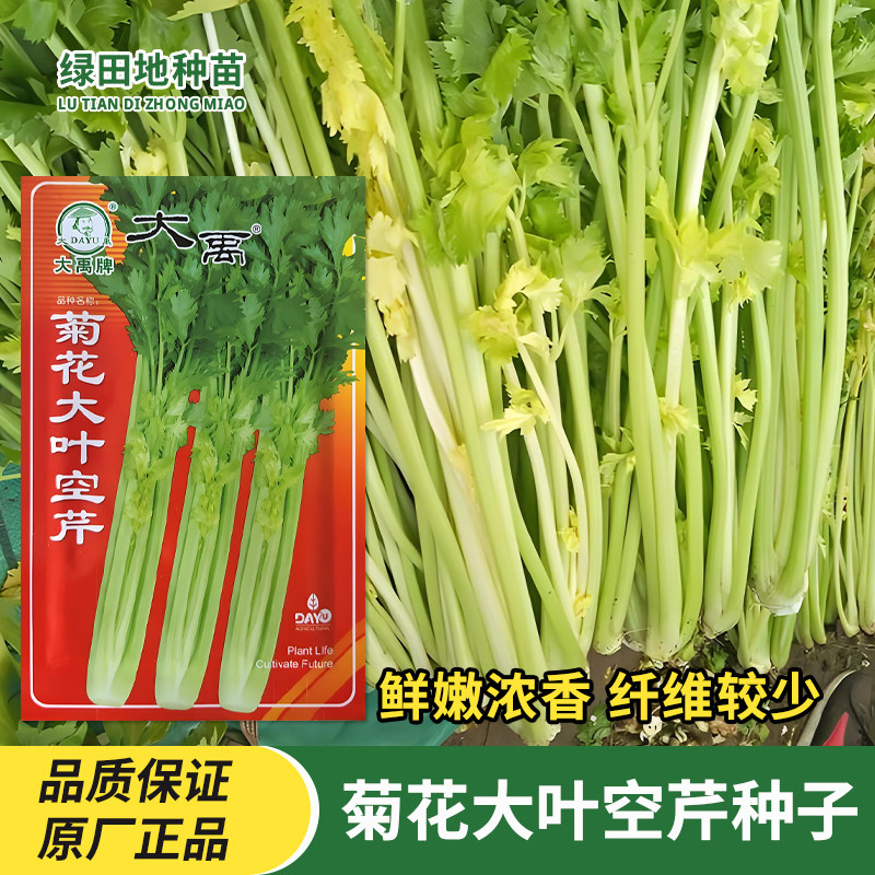 大禹菊花大叶空芹菜种子