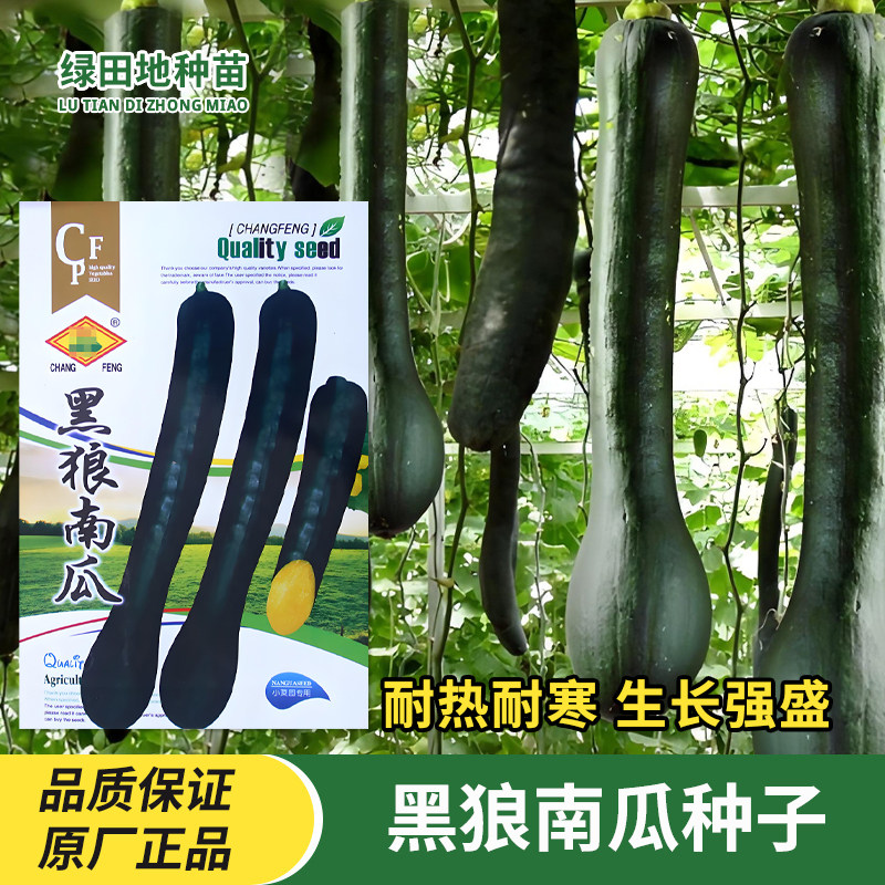 黑狼南瓜种子蔬菜种籽