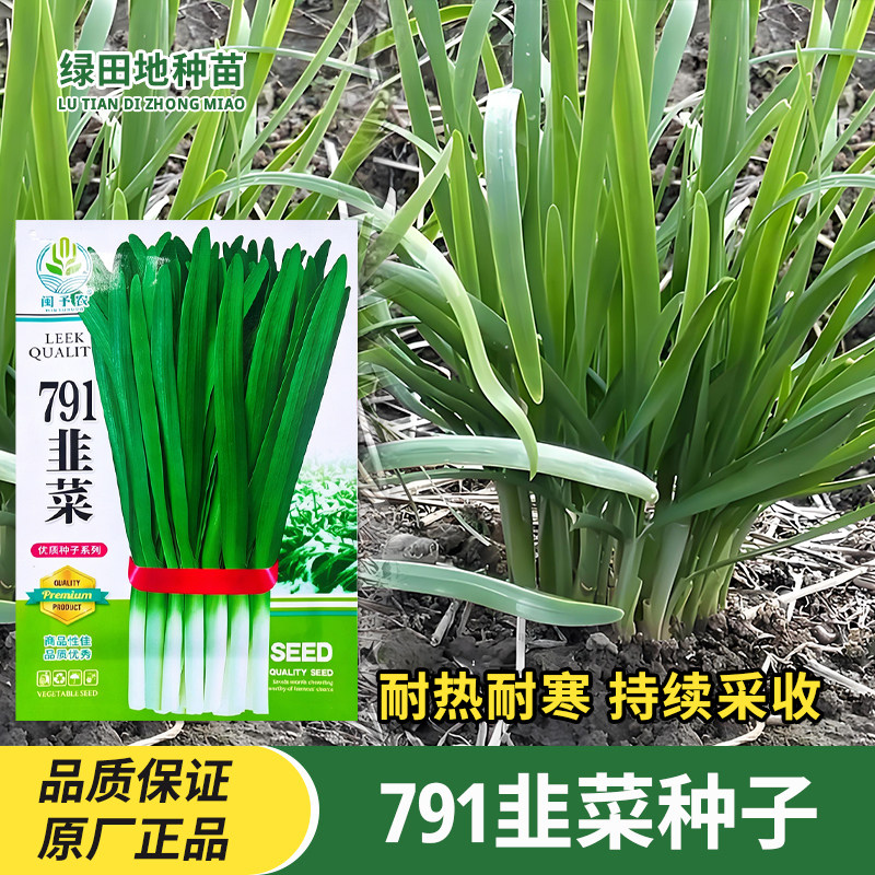 791韭菜种子四季蔬菜种子