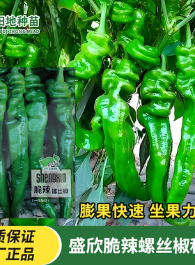 盛欣脆辣螺丝椒种子蔬菜种子